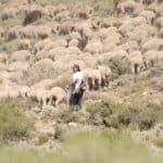 Sheepherder in the Sierra Nevada, Caitlin Thompson,  Photograph, 2014