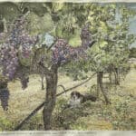 Oran Miller, Bumgarner Winery and Vineyards Portrait With Figgy, 2023, Mixed Media
